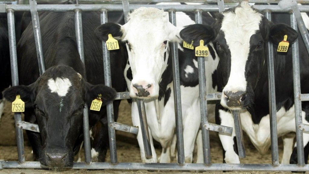 CDC: Second human infected with bird flu linked to U.S. dairy cows